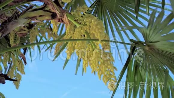 中国风车棕榈树视频