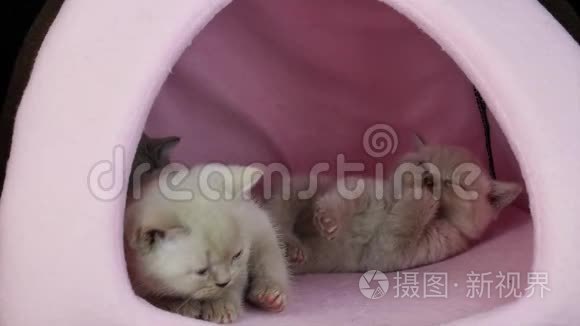 小猫在粉红色的宠物帐篷里玩耍视频