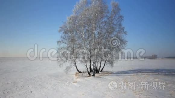 冬季乡村公园有雪的树木