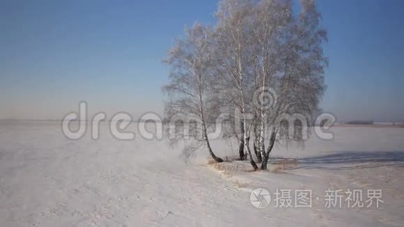 冬季乡村公园有雪的树木