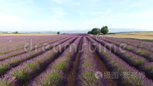 从看到的薰衣草田视频