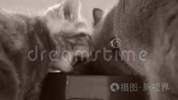 小猫从碗里吃宠物食物视频