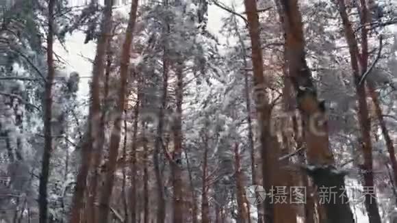 冬季松林。 飞过覆盖着白雪的树木的支柱