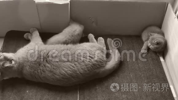 英国小猫在门垫上玩耍