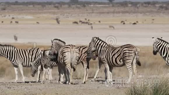 平原斑马群-Etosha