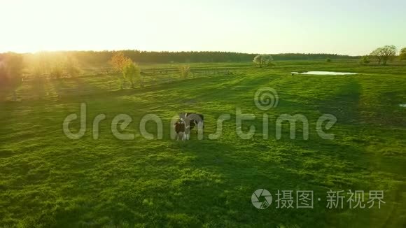 奶牛在池塘附近的草地上觅食视频