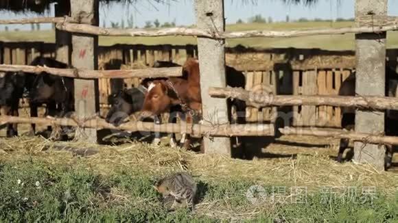 奶牛场牛棚里的牛视频