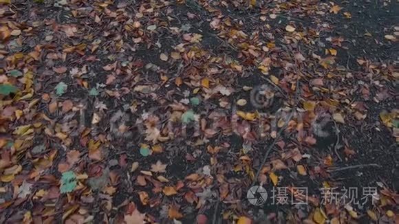 秋天地上的五彩落叶视频