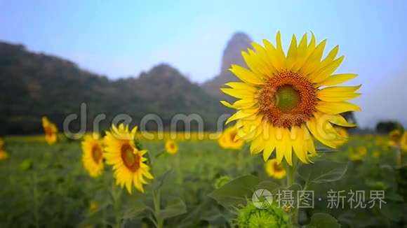 葵花种植园视频