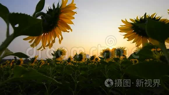 葵花种植园视频