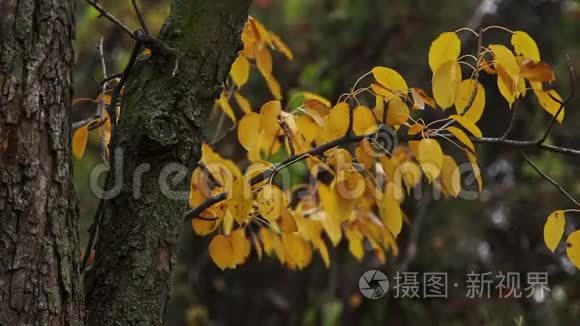 植物园视频