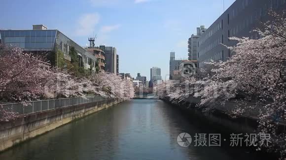 东京市中心河边的樱花视频