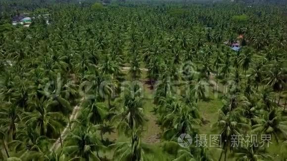 泰国椰子棕榈树种植的鸟瞰图视频