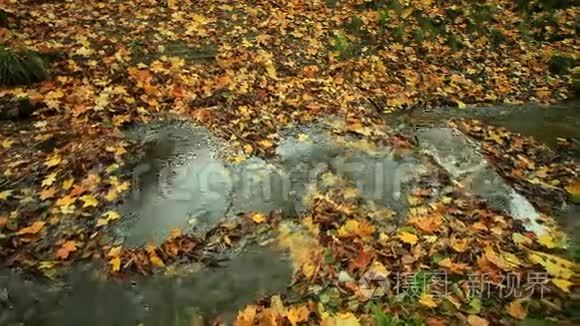 秋天森林里的小溪。 全高清机动滑块。 1080便士