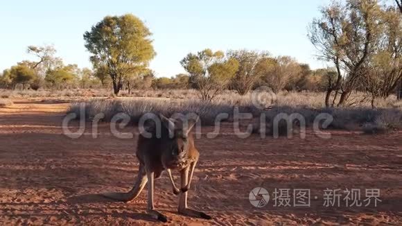 澳洲内陆的红沙上的袋鼠视频