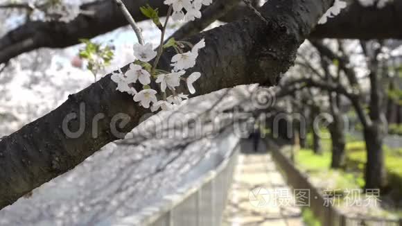 日本樱花的特写视频