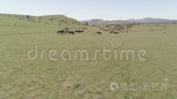 飞越山地草地上的野马群。 夏山野性.. 平的原始颜色。