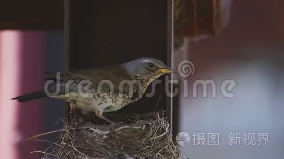 鸟巢上的女场视频