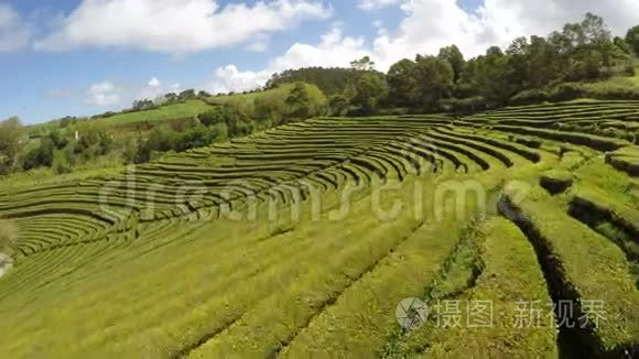 葡萄牙亚速尔圣米格尔亚速尔查戈雷纳的空中茶园