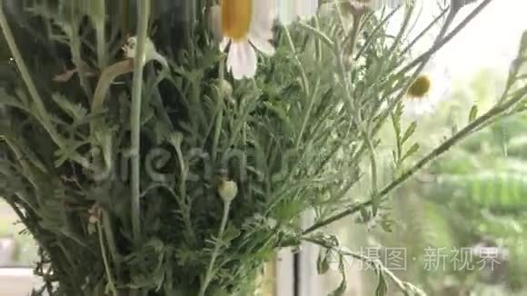 美丽的夏花洋菊视频