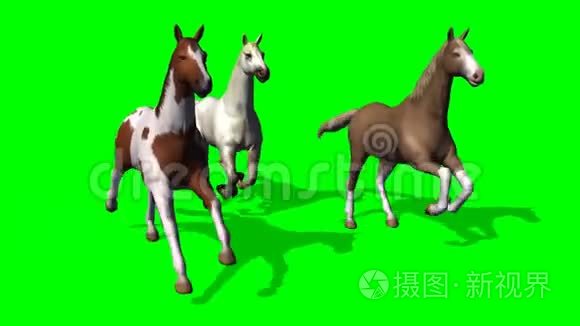 绿色屏幕上有几匹飞驰的马视频