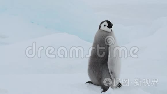 南极洲冰天雪地上的帝企鹅小鸡视频