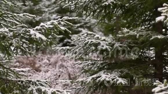 树林里的圣诞老人视频