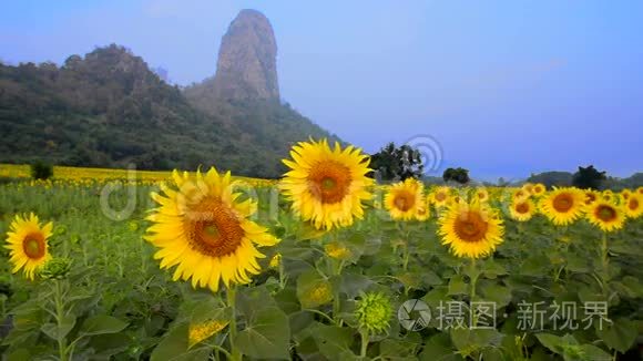 葵花种植园视频