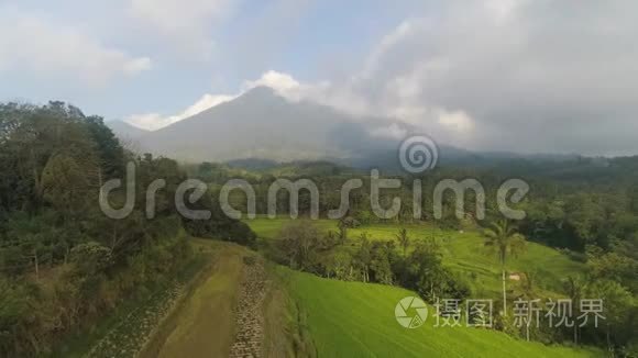 印度尼西亚有农田的稻田