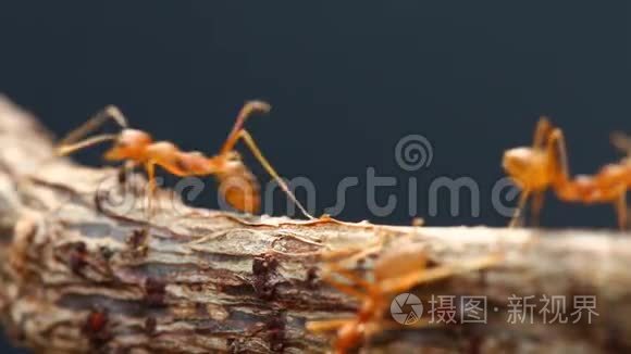蚂蚁在阳光下爬树视频