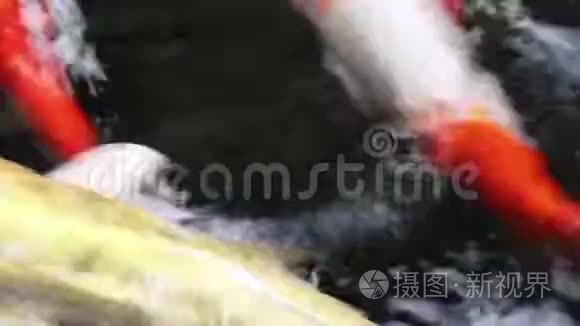 美丽的锦鲤鱼在水中游动视频