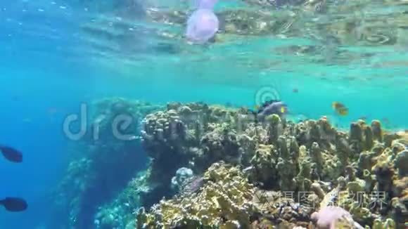 多彩海底世界，热带鱼、珊瑚礁附近的水母. 埃及