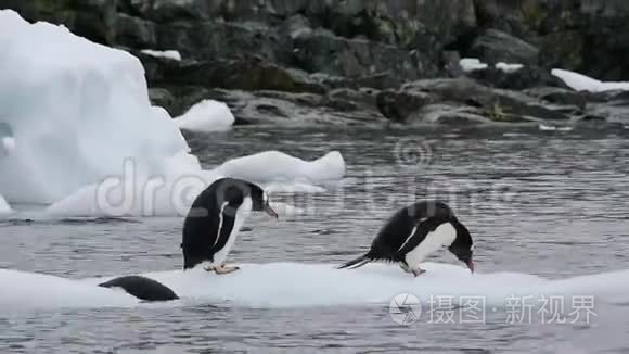 冰天雪地上的企鹅视频
