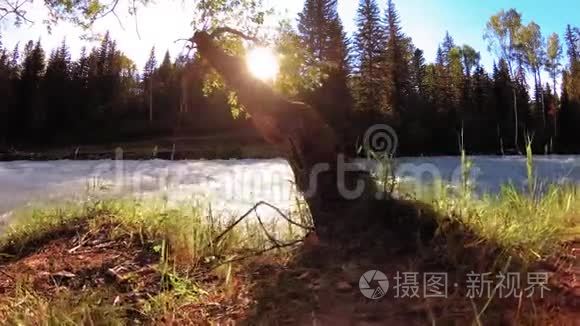 山河岸边的草甸。 有绿草，松树和阳光的景观.. 在机动滑块小车上运动。