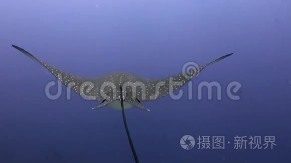 流浪在水里游来游去寻找食物..