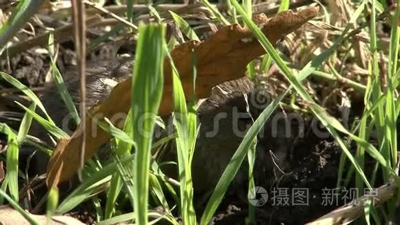 田鼠用小麦在农田上吃草视频