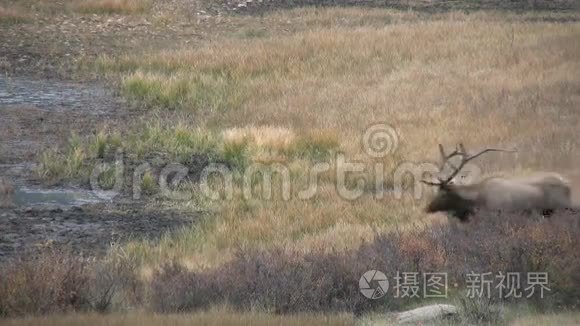 不错的牛麋鹿在罗特视频