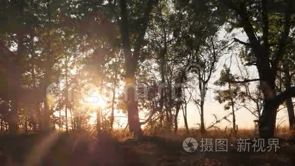 黎明或日出时秋季落叶林视频