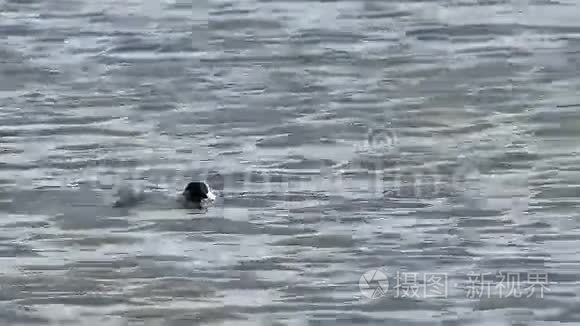 黑鸟鸭野性漂浮在天然湖泊芦苇条件下的水中