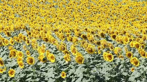 向日葵田野夏季季节视频