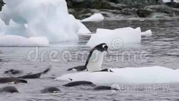 冰天雪地上的企鹅视频