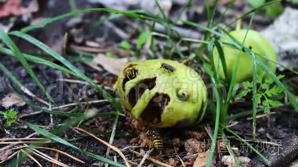 野生动物群的黄蜂吃烂梨或苹果