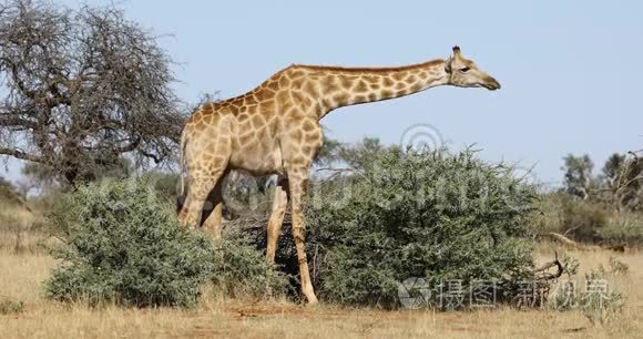 长颈鹿在树上觅食视频