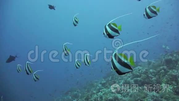 红海珊瑚礁的旗鱼视频