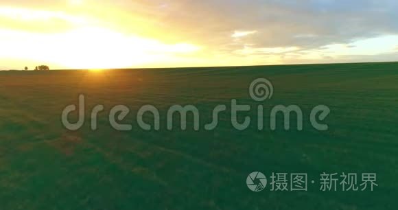 在阳光明媚的夏季傍晚，飞行在乡村夏日景观之上，有着无尽的黄色田野。 秋季农业农田