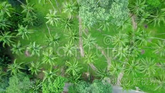 椰子棕榈树种植园的鸟瞰图视频