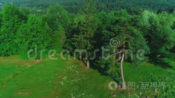 森林背景下夏季绿树的高空俯视图.. 4K.