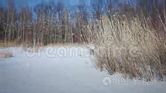 孤独的女人在大自然中飘雪视频