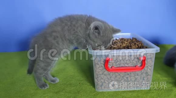 小猫从盒子里吃宠物食品视频