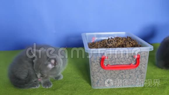 小猫从盒子里吃宠物食品视频